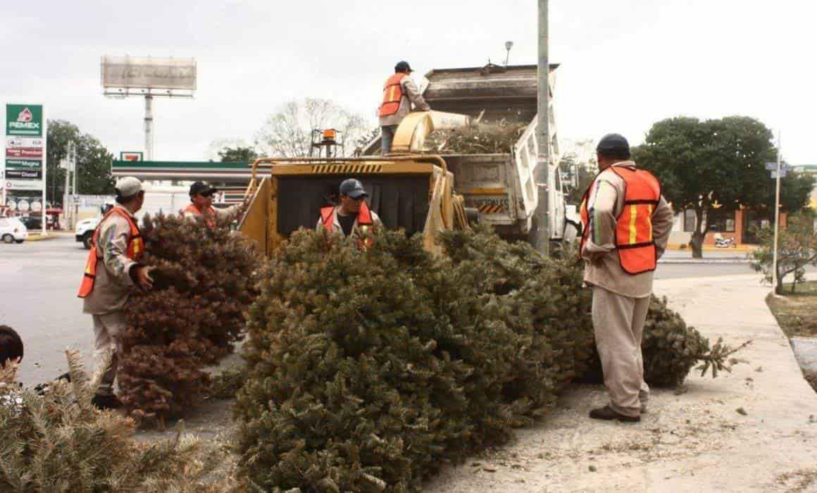 ¿Vas a tirar tu árbol de Navidad natural? Boca del Río instalará un centro de reciclaje