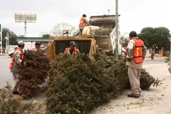 ¿Vas a tirar tu árbol de Navidad natural? Boca del Río instalará un centro de reciclaje