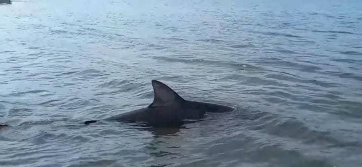 Avistan tiburones en Alvarado