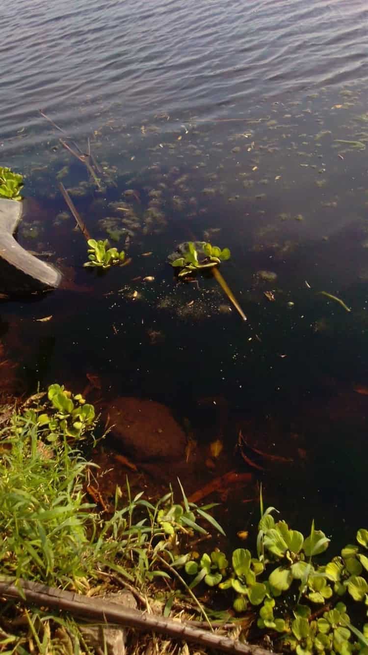 Vecinos denuncian terreno baldío abandonado y posible ecocidio en colonias de Veracruz