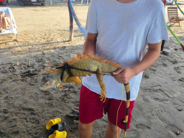 Denuncian venta ilegal de iguanas en playas de Veracruz