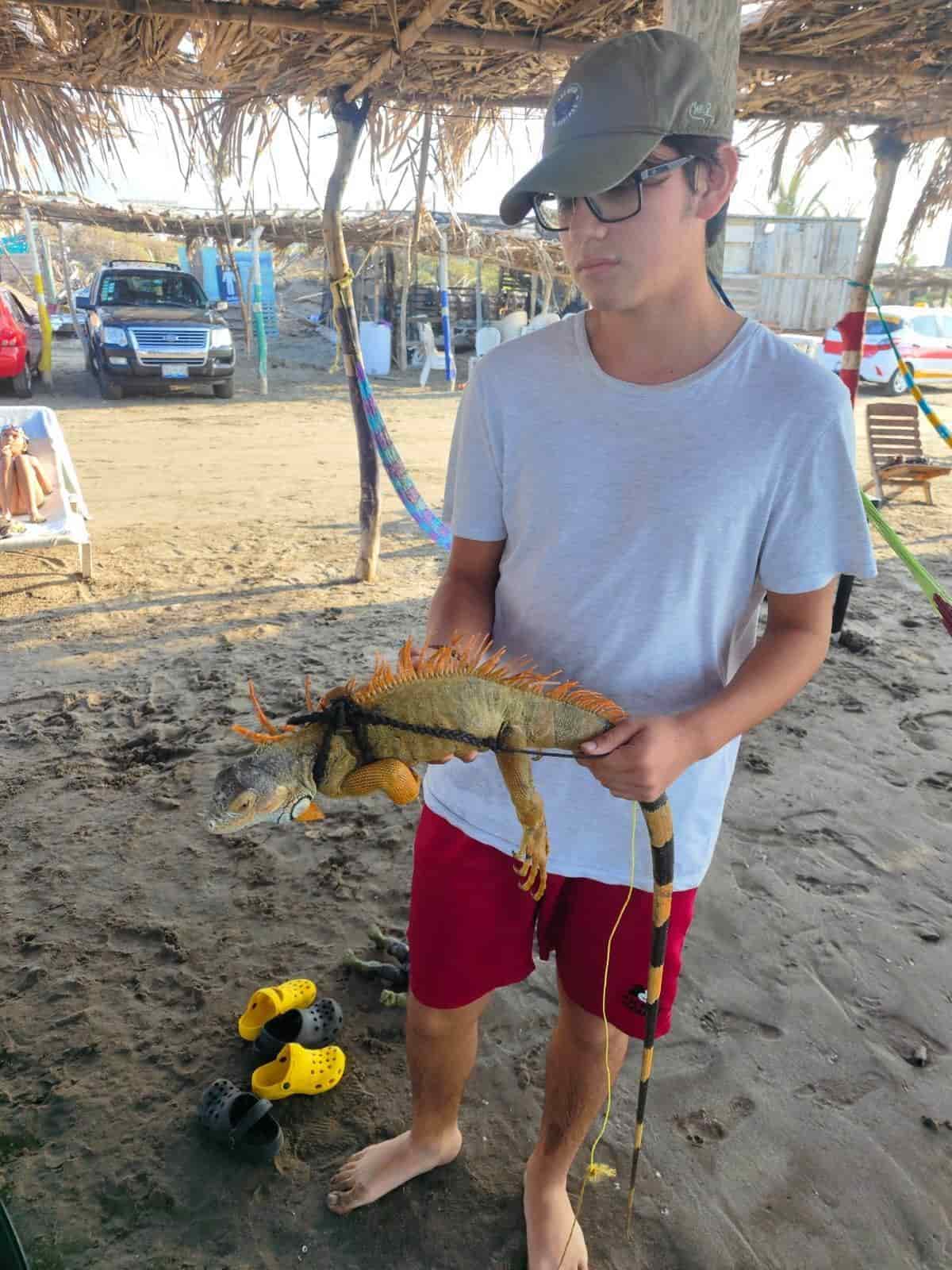 Bañistas denuncian venta ilegal de iguanas en playas de Antón Lizardo