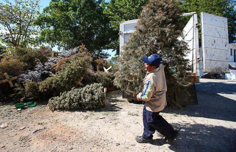 Arranca programa Recicla tu Navidad en 55 municipios de Veracruz