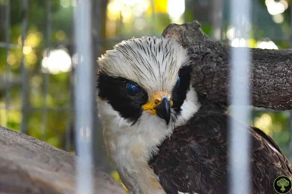 Rescatan ejemplar de halcón guaco, hallado en carretera de Veracruz