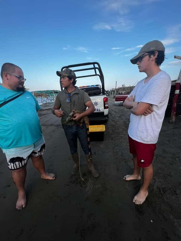 Bañistas denuncian venta ilegal de iguanas en playas de Antón Lizardo