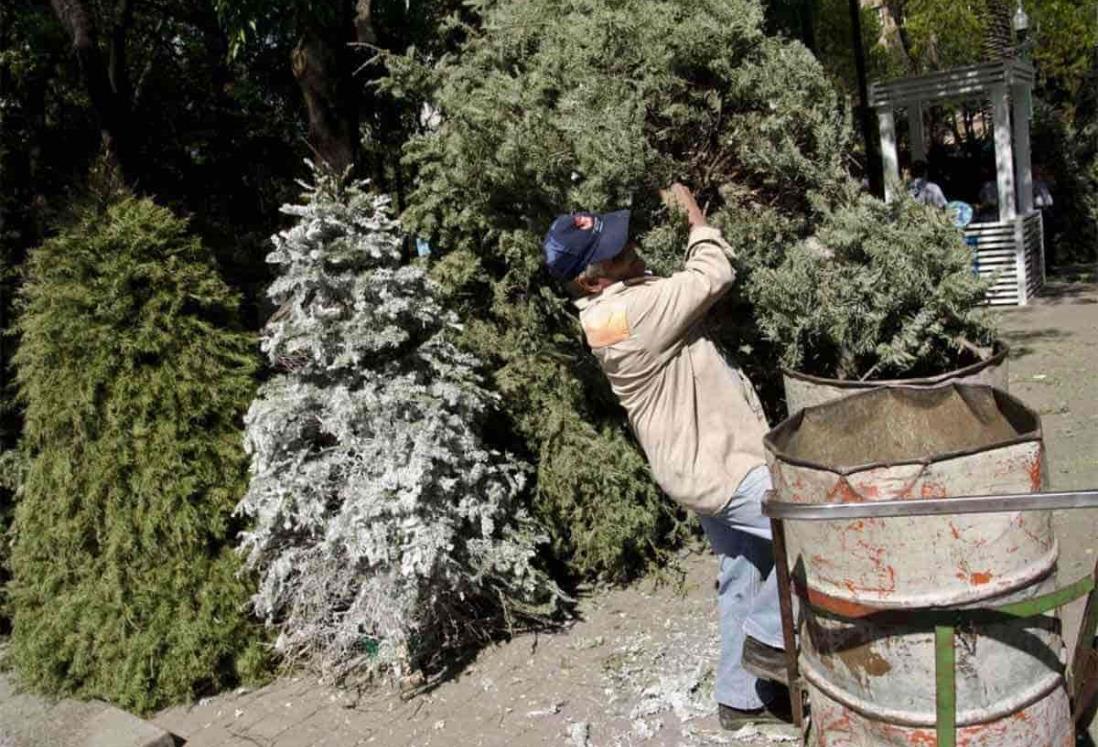 Exhortan a veracruzanos a no dejar en la calle árboles de Navidad, piden acudan a centros de reciclaje