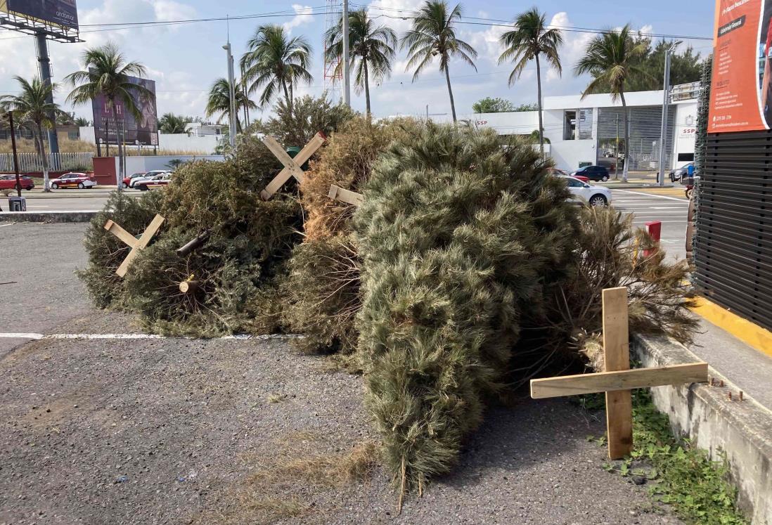 Abren centro de acopio de arbolitos navideños en Boca del Río (+video)