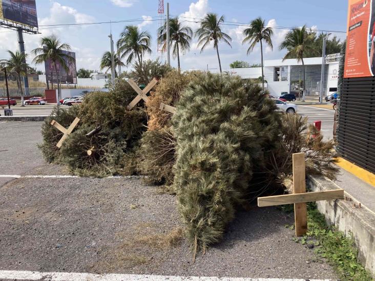 Estos son los centros de acopio de arbolitos de Navidad en Veracruz, Boca del Río y Medellín