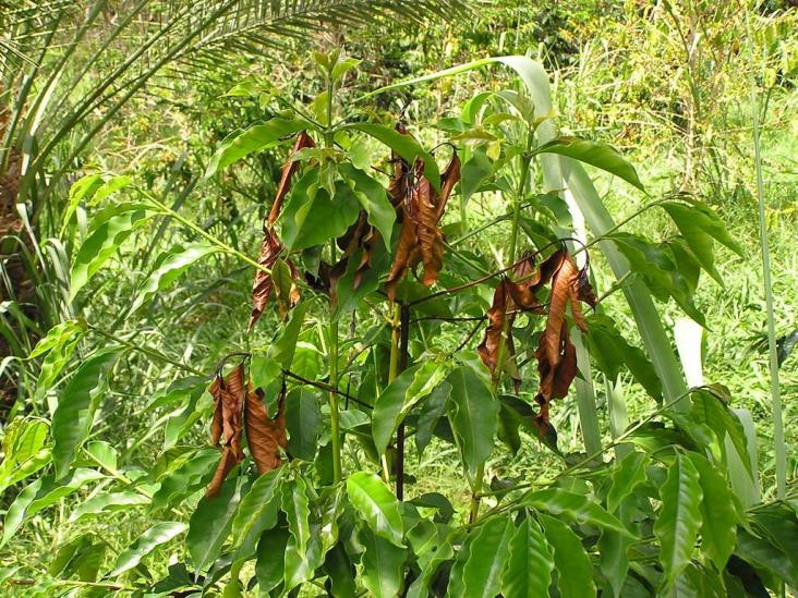 Nueva plaga amenaza a cafetaleros de Veracruz