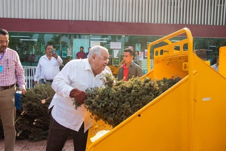 Fomentan desecho responsable de árboles de Navidad en Poza Rica (+Video)