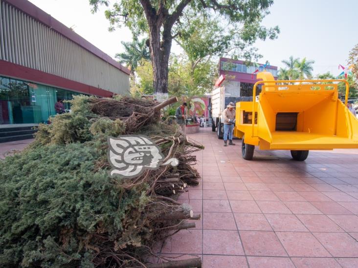 Fomentan desecho responsable de árboles de Navidad en Poza Rica (+Video)