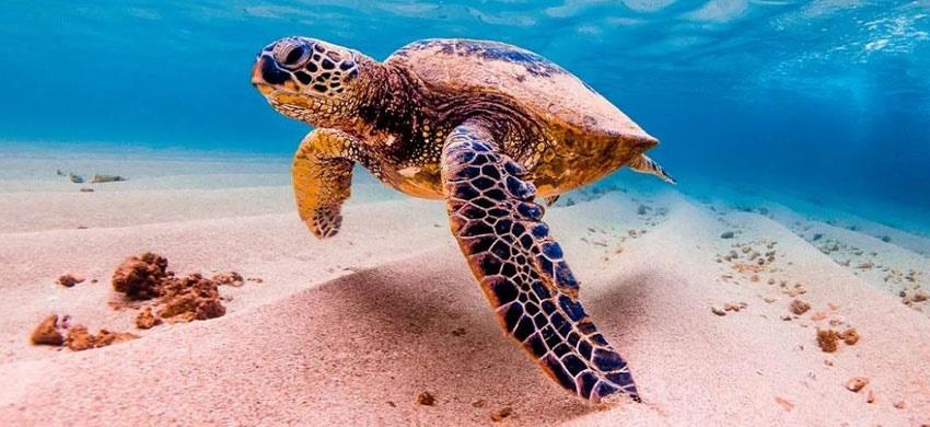 Siete de las 8 especies de tortugas marinas reconocidas anidan en playas de México