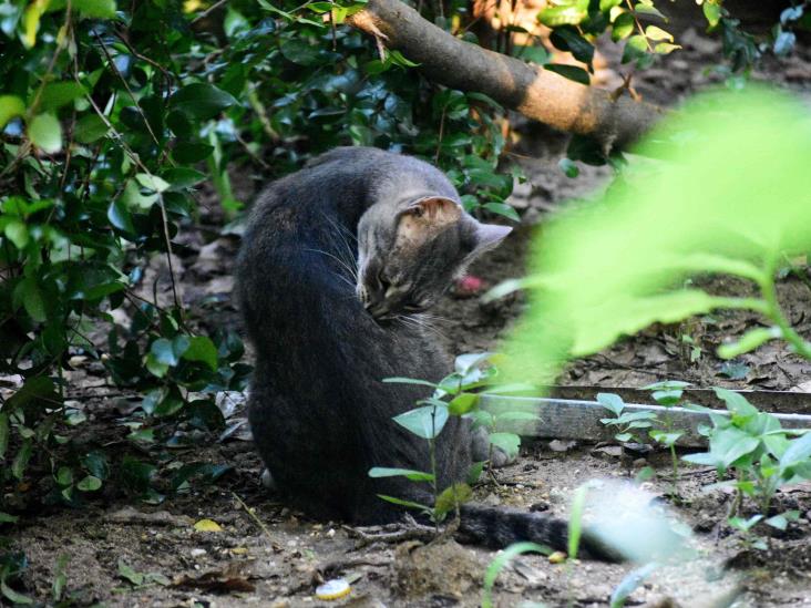 Oficina de Protección Animal no está rebasada en Coatzacoalcos: regidor