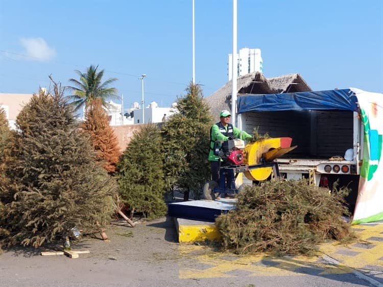 ¿Dónde puedo reciclar mi árbol de Navidad en Boca del Rio? (+Video)