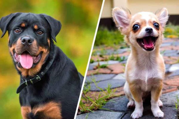 Esta raza de perro es la más inteligente, según un estudio
