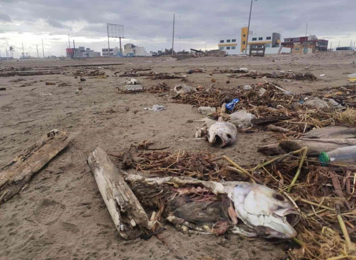 Nuevamente aparecen peces muertos en playas de Coatzacoalcos