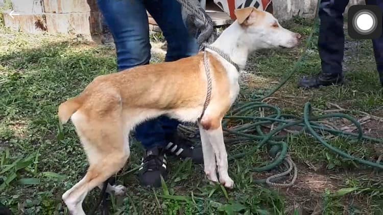 Rescatan a perrito que cayó en un pozo en colonia de Veracruz