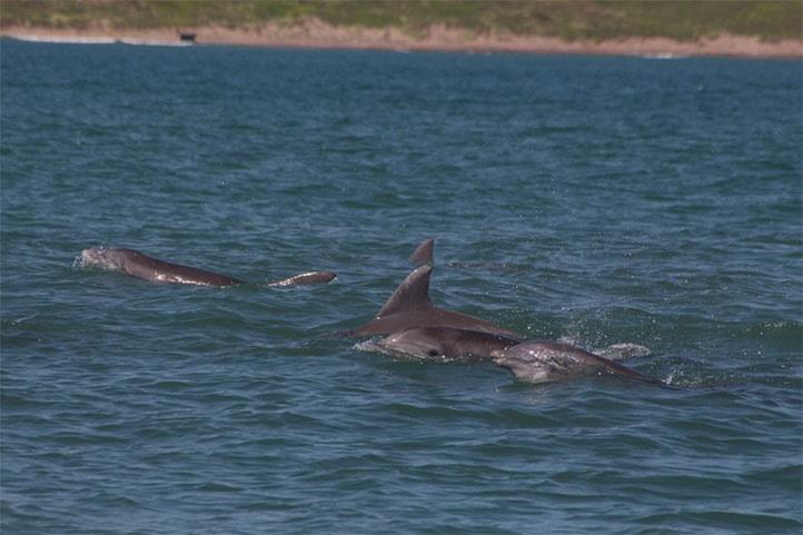 Peligran delfines en costas de Veracruz y Alvarado