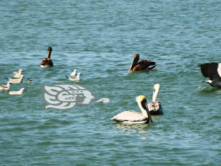 Aves en cacería, un espectáculo en costas de Coatzacoalcos