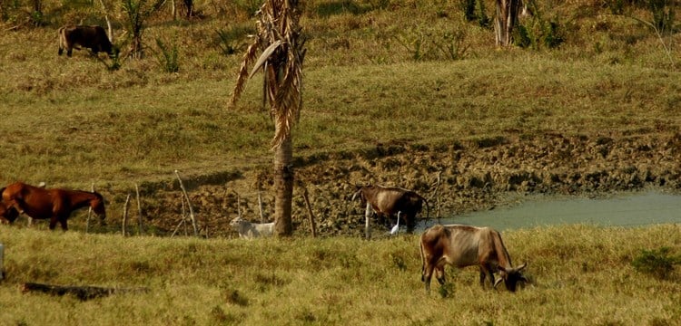 Con sequía 4 municipios del sur; amenaza intenso estiaje