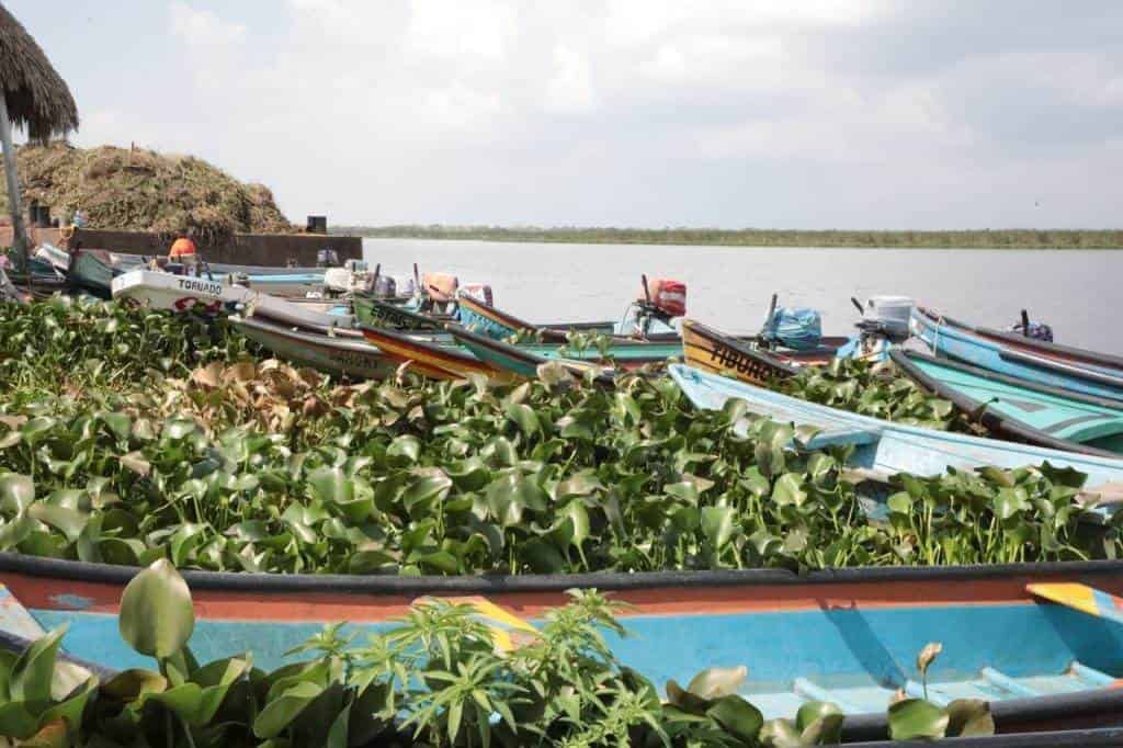 Lirio acuático entorpece pesca en laguna María Lizamba