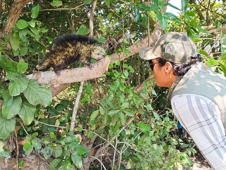 Rescatan y liberan a puercoespín hallado en campo deportivo de la Riviera Veracruzana