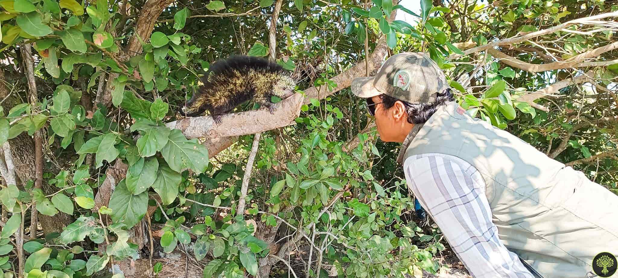 Rescatan y liberan a puercoespín hallado en campo deportivo de la Riviera Veracruzana