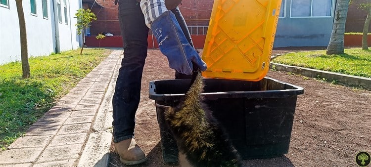 Rescatan y liberan a puercoespín hallado en campo deportivo de la Riviera Veracruzana