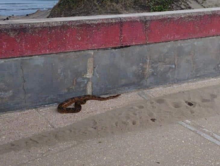 Encuentran boa constrictora en el malecón de Coatzacoalcos (+video)