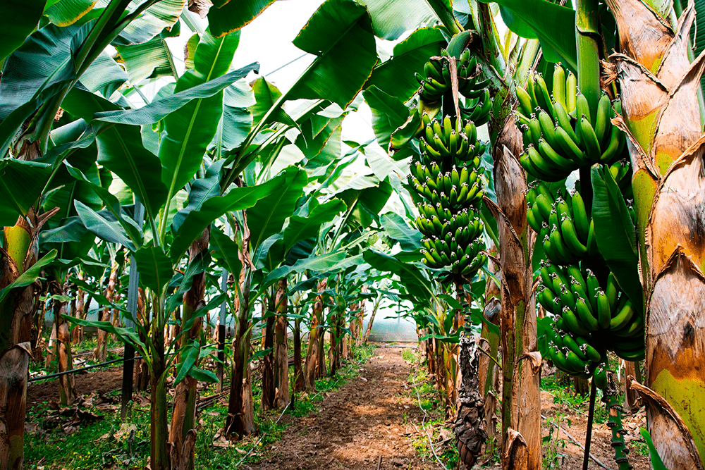 Productores buscan rescatar campos de plátano al norte de Veracruz