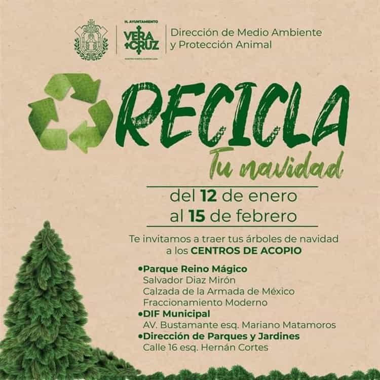 Estos son los centros de acopio de arbolitos de Navidad en Veracruz, Boca del Río y Medellín