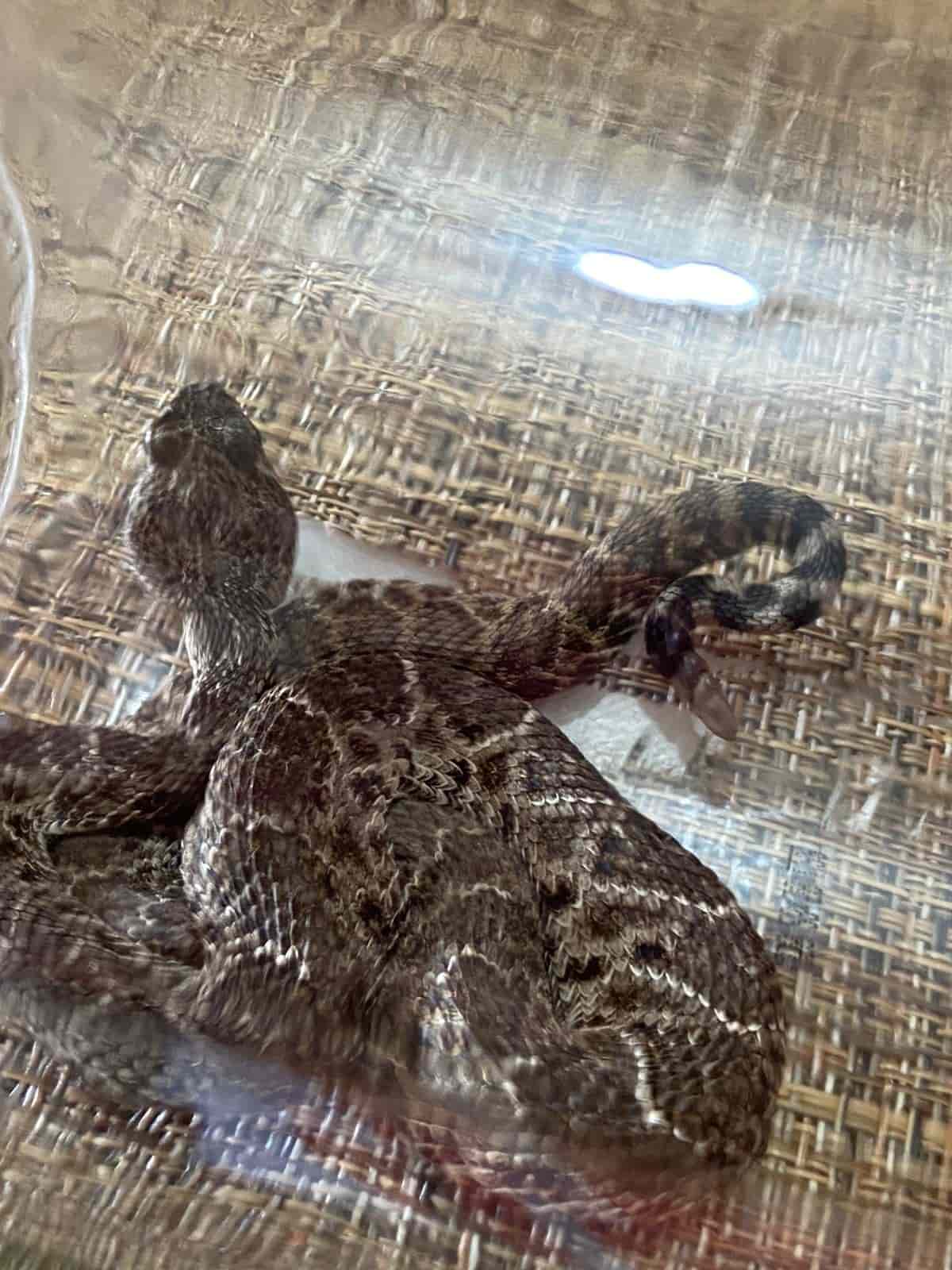 Atrapan a serpiente de cascabel en taller mecánico de Cardel