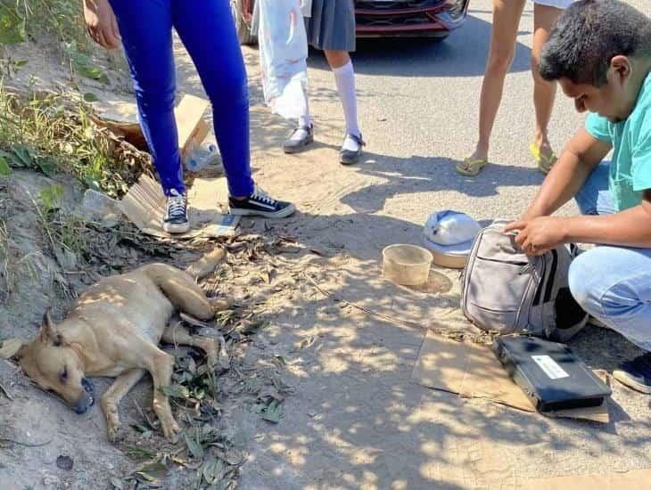 Perrita que fue atropellada es trasladada a refugio de Allende