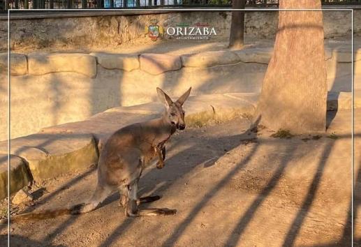 Un canguro, nuevo integrante de la Reserva Animal del río Orizaba