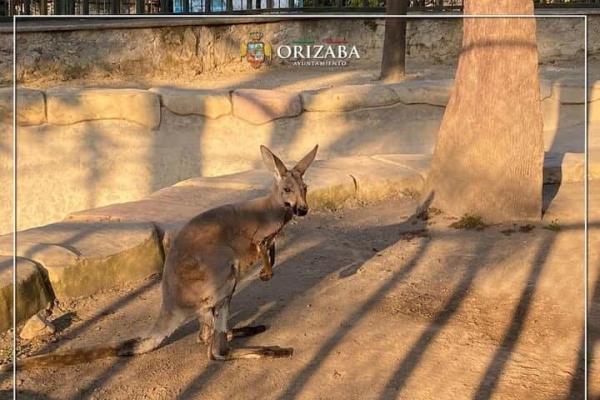 Un canguro, nuevo integrante de la Reserva Animal del río Orizaba