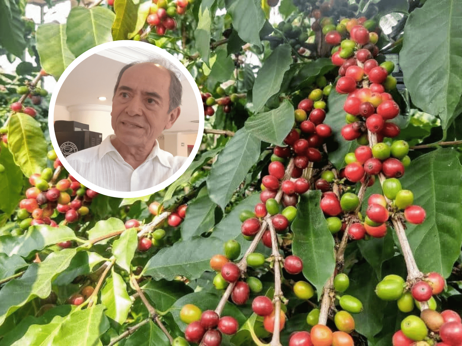 Productores de café buscan organizarse para acabar con el control de precios