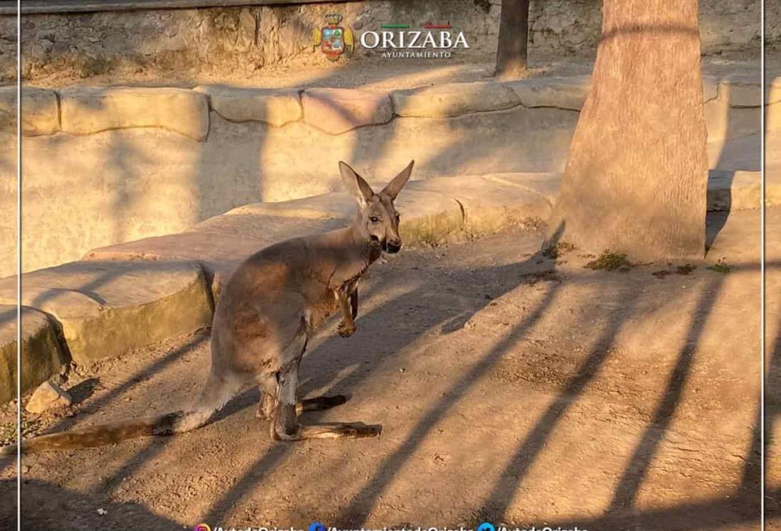 Llega nuevo inquilino al zoológico de Orizaba ¡Es un canguro!