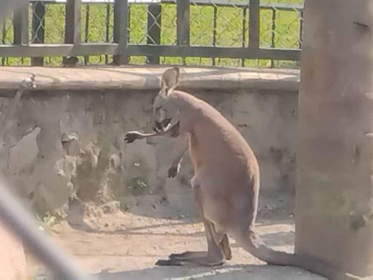 Llega canguro macho a la Reserva Animal del Paseo del Río en Orizaba; esperan su adaptación