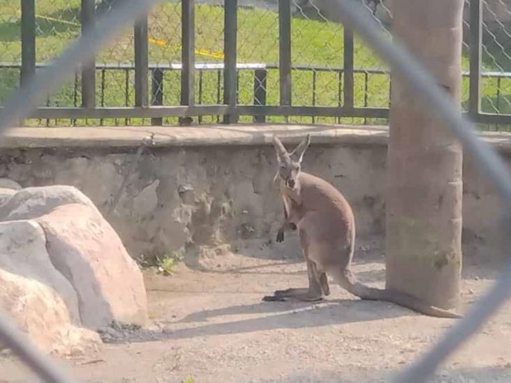 Llega canguro macho a la Reserva Animal del Paseo del Río en Orizaba; esperan su adaptación