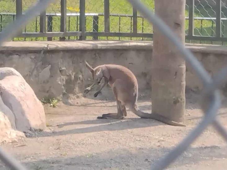 Llega canguro macho a la Reserva Animal del Paseo del Río en Orizaba; esperan su adaptación