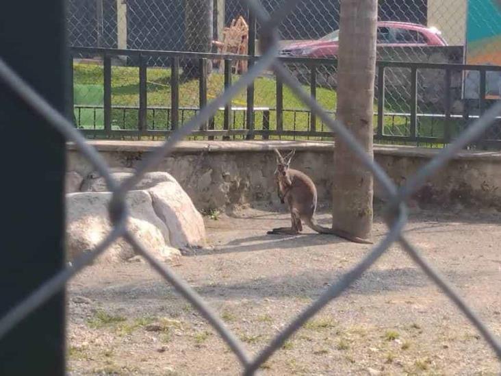 Llega canguro macho a la Reserva Animal del Paseo del Río en Orizaba; esperan su adaptación