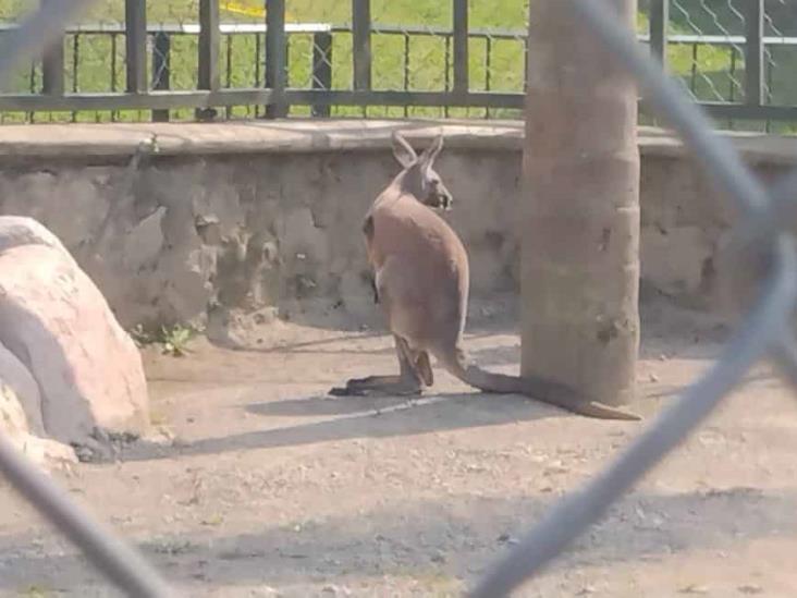 Llega canguro macho a la Reserva Animal del Paseo del Río en Orizaba; esperan su adaptación