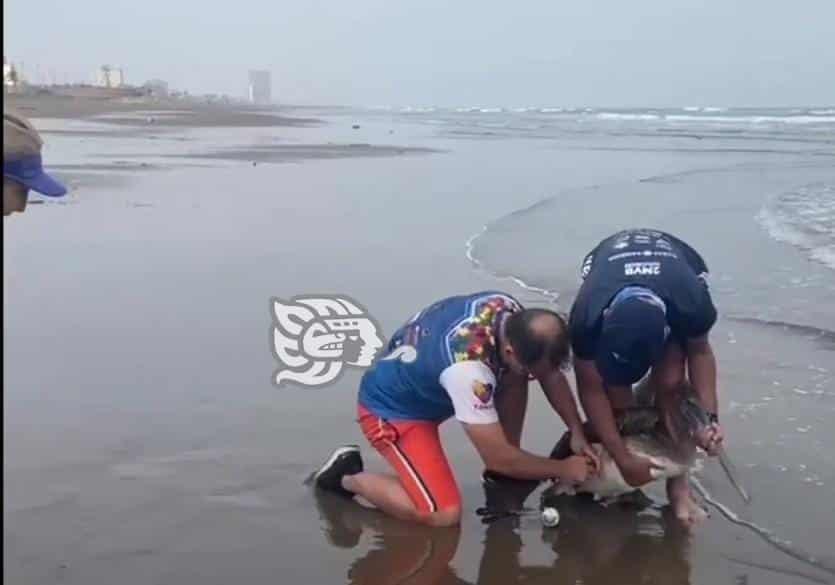 Corredores auxilian a pelícano enredado en una red de pesca en playa de Coatzacoalcos