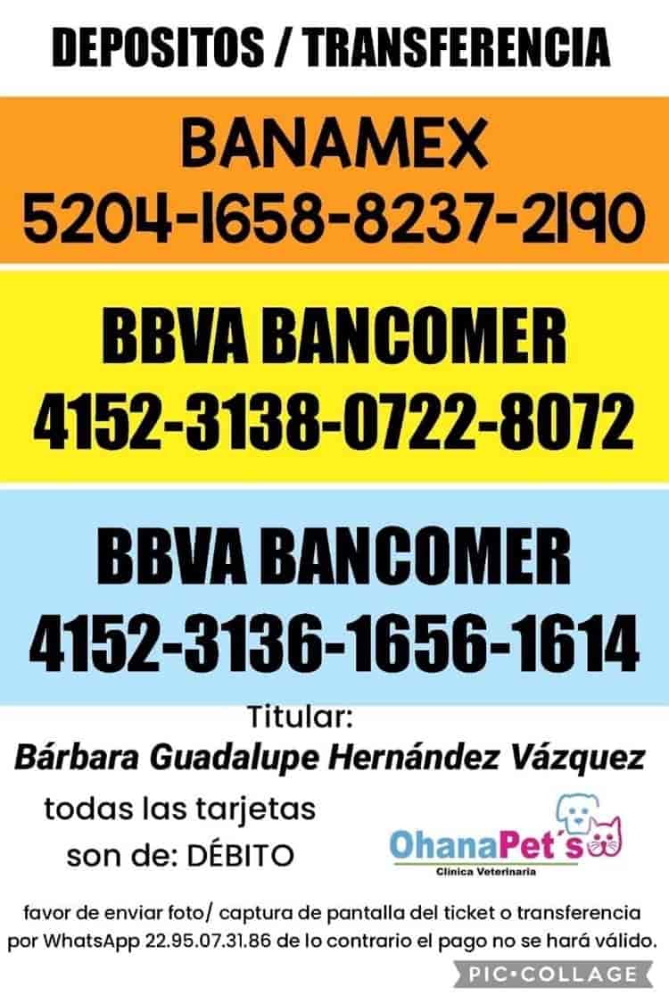 Lo tiraron de la camioneta donde iba: dejan a perrito a su suerte en Avenida JB Lobos de Veracruz