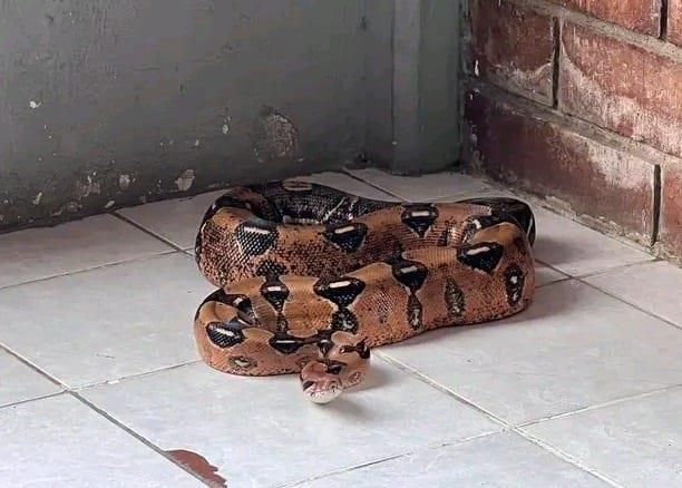 Capturaron otra boa en escuela de Cosoleacaque