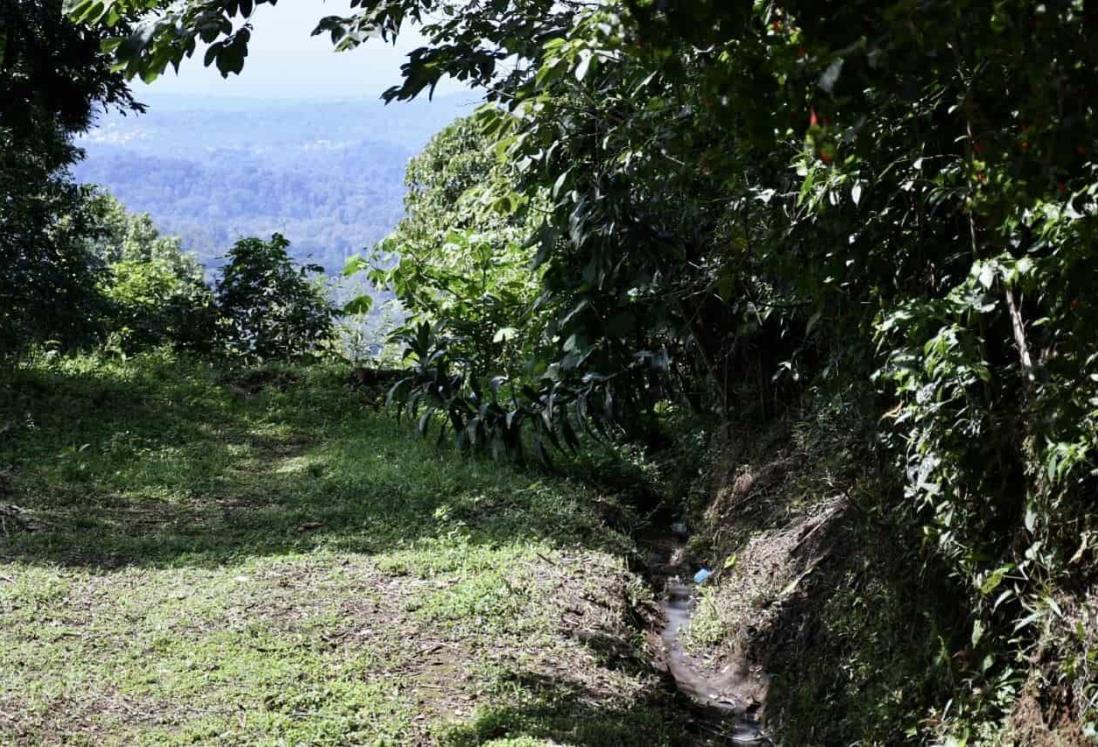 Pese a orden de juez, acusan a gobierno de Veracruz de solapar a invasores de CIOAC en bosque de Coatepec