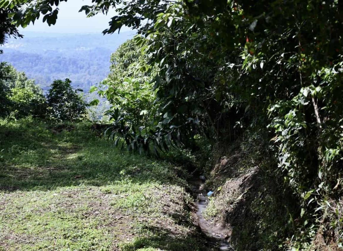 Pese a orden de juez, Gobierno de Veracruz solapa a invasores de CIOAC en bosque de Coatepec