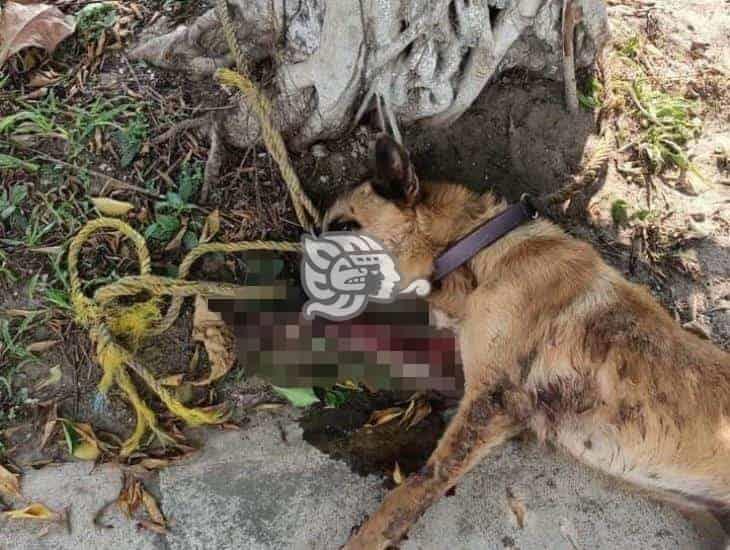 Otro caso de abandono de perro en Jáltipan