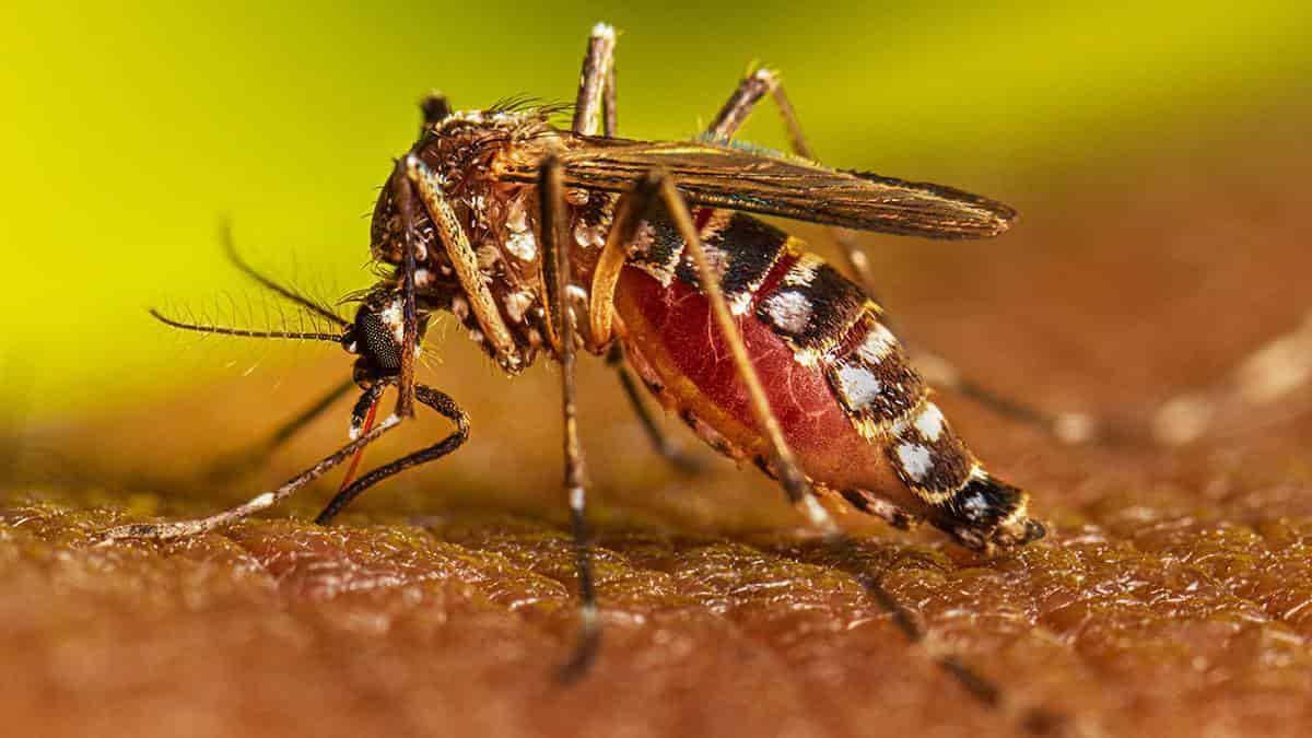 Puerto de Veracruz, muncipio del estado con más número de casos de dengue