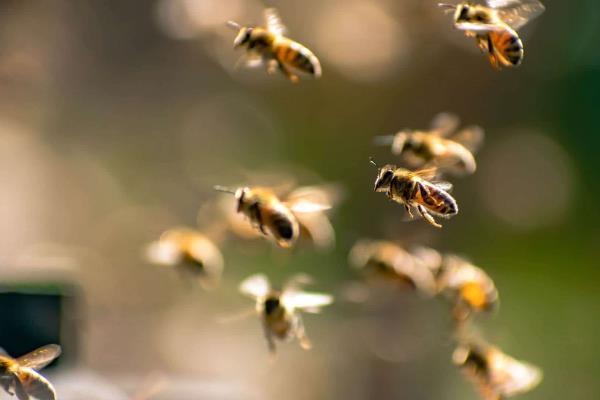 ¡Le pican más de 100 abejas! Abuelito recibió múltiples picaduras de abejas en Cosamaloapan